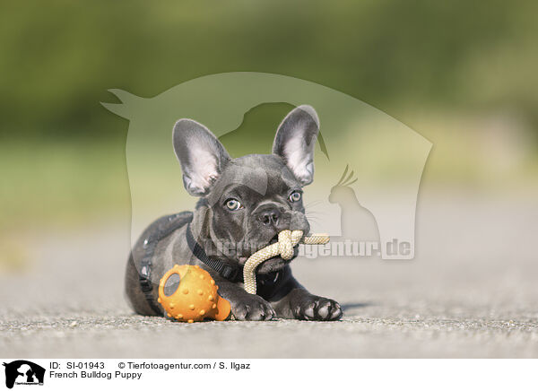 French Bulldog Puppy / SI-01943