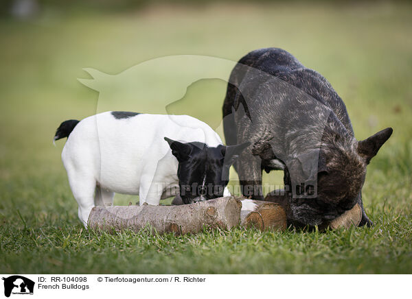 Franzsische Bulldoggen / French Bulldogs / RR-104098