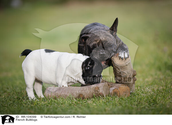 Franzsische Bulldoggen / French Bulldogs / RR-104099