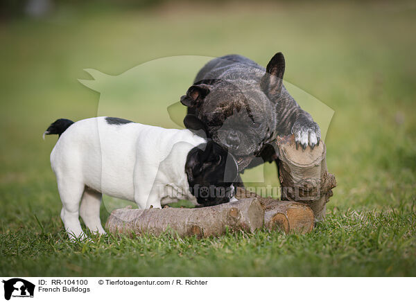 Franzsische Bulldoggen / French Bulldogs / RR-104100