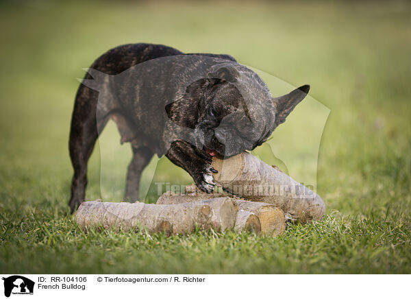 Franzsische Bulldogge / French Bulldog / RR-104106