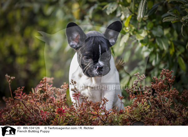 Franzsische Bulldogge Welpe / French Bulldog Puppy / RR-104126