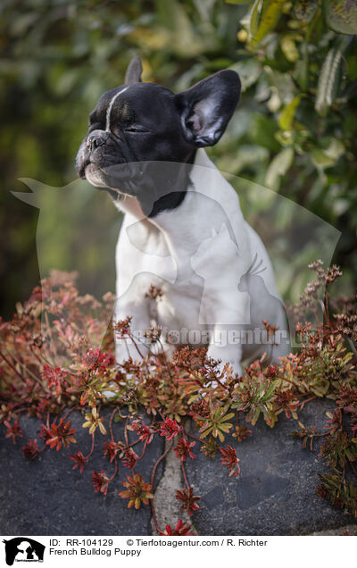 Franzsische Bulldogge Welpe / French Bulldog Puppy / RR-104129