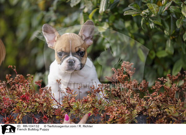 French Bulldog Puppy / RR-104132