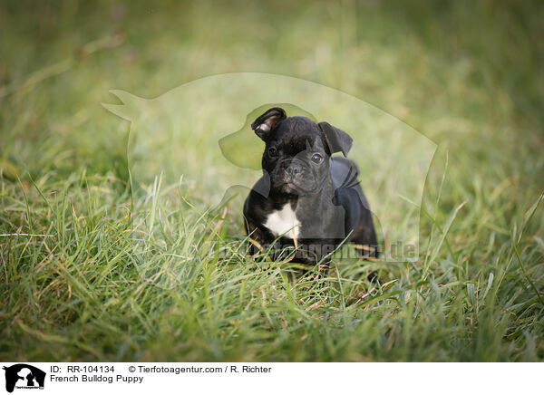 French Bulldog Puppy / RR-104134
