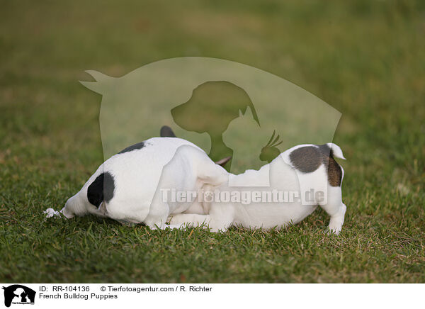 French Bulldog Puppies / RR-104136