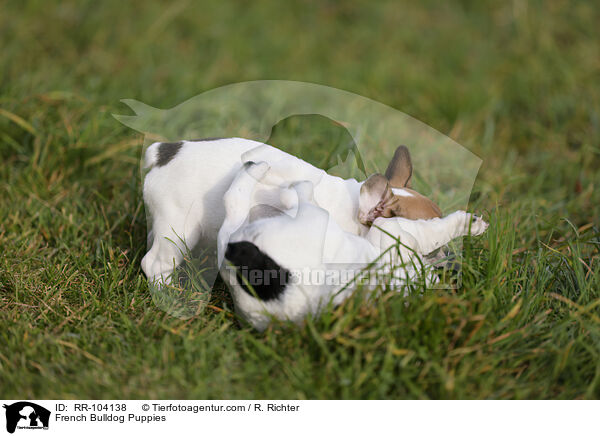French Bulldog Puppies / RR-104138