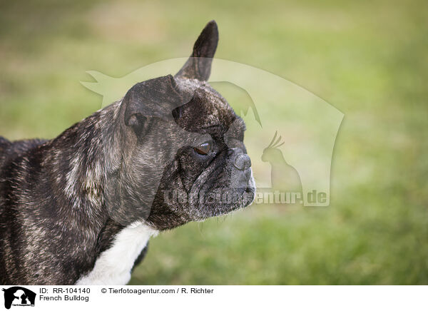 French Bulldog / RR-104140