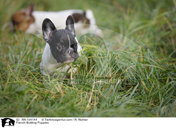 French Bulldog Puppies / RR-104144