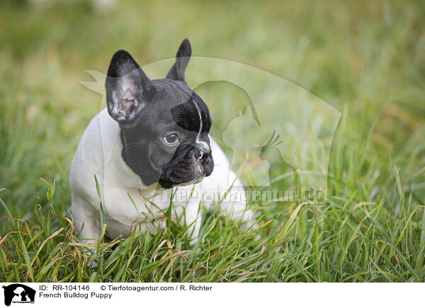 French Bulldog Puppy / RR-104146