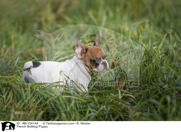 French Bulldog Puppy / RR-104148