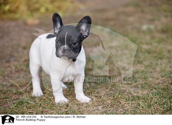 French Bulldog Puppy / RR-104150