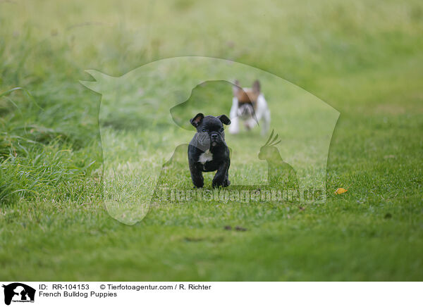 French Bulldog Puppies / RR-104153