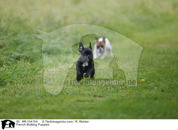 French Bulldog Puppies / RR-104154