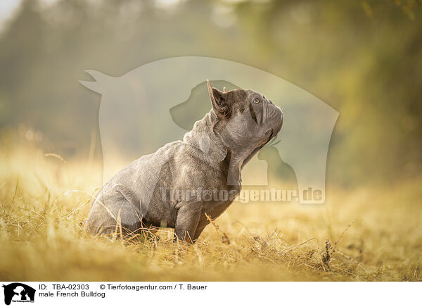 male French Bulldog / TBA-02303