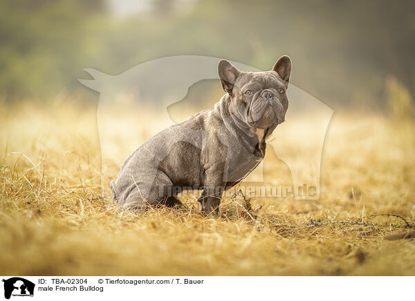 Franzsische Bulldogge Rde / male French Bulldog / TBA-02304