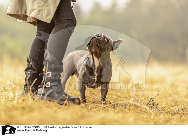 Franzsische Bulldogge Rde / male French Bulldog / TBA-02305
