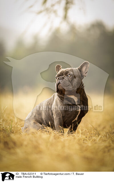 Franzsische Bulldogge Rde / male French Bulldog / TBA-02311