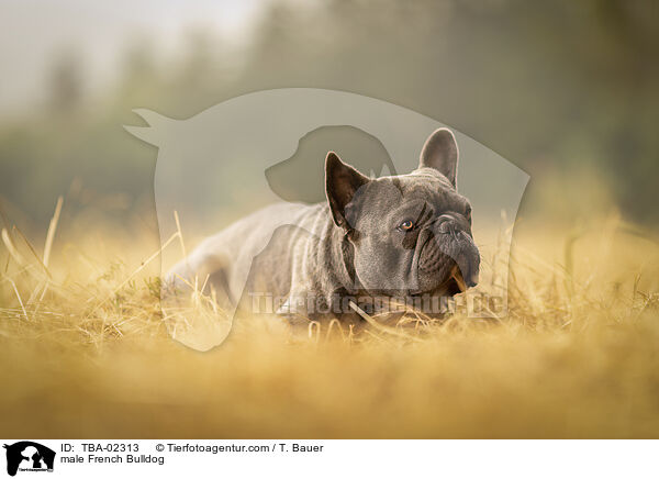 male French Bulldog / TBA-02313