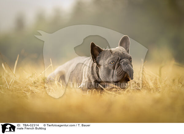male French Bulldog / TBA-02314