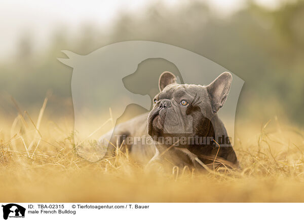 male French Bulldog / TBA-02315