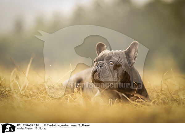 male French Bulldog / TBA-02316