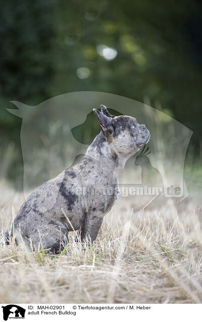 ausgewachsene Franzsische Bulldogge / adult French Bulldog / MAH-02901
