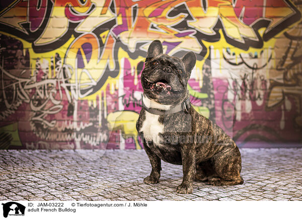 adult French Bulldog / JAM-03222