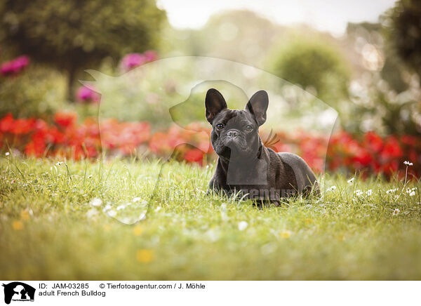 adult French Bulldog / JAM-03285