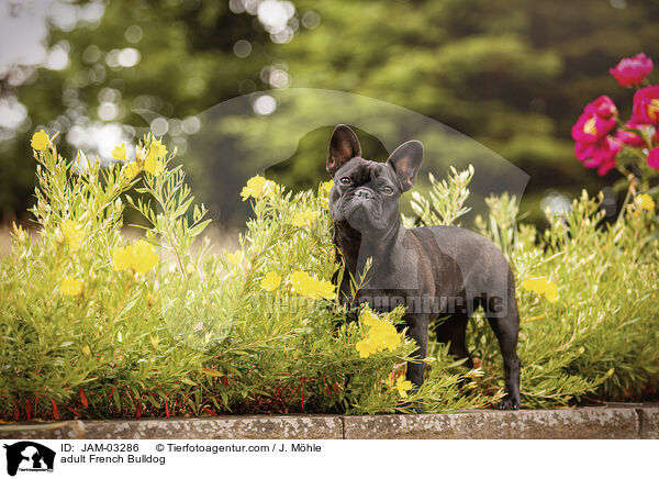 adult French Bulldog / JAM-03286