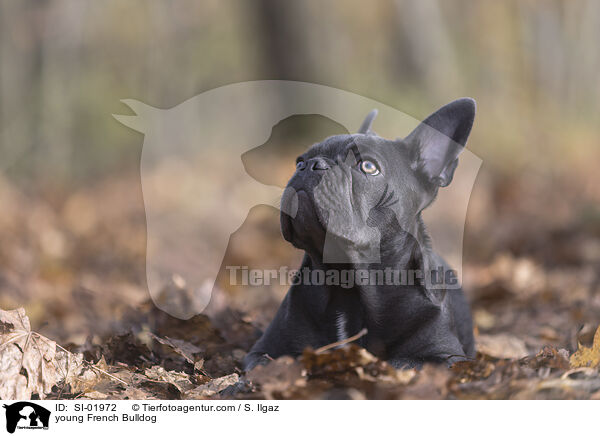 young French Bulldog / SI-01972