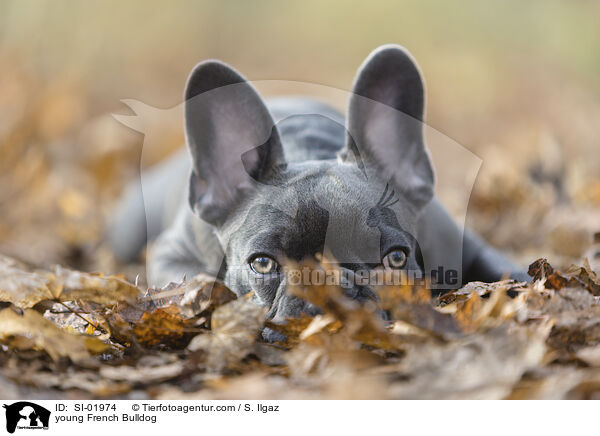 junge Franzsische Bulldogge / young French Bulldog / SI-01974