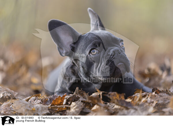 junge Franzsische Bulldogge / young French Bulldog / SI-01980