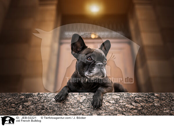 old French Bulldog / JEB-02221