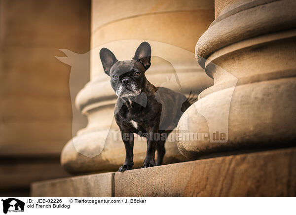 alte Franzsische Bulldogge / old French Bulldog / JEB-02226