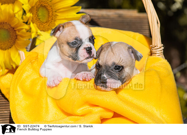 French Bulldog Puppies / SST-22474