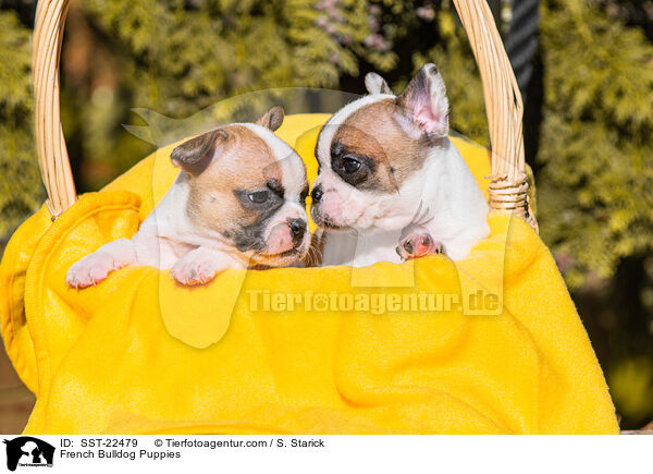 French Bulldog Puppies / SST-22479