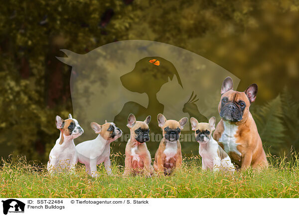 Franzsische Bulldoggen / French Bulldogs / SST-22484