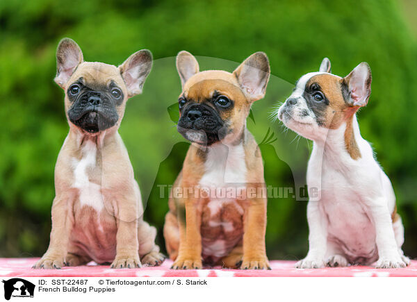 French Bulldog Puppies / SST-22487