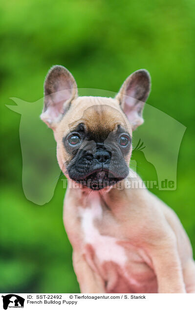 French Bulldog Puppy / SST-22492