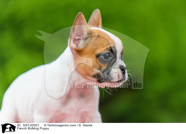 French Bulldog Puppy / SST-22501