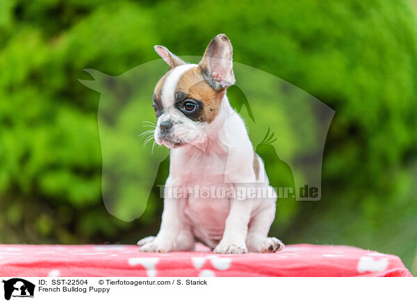French Bulldog Puppy / SST-22504