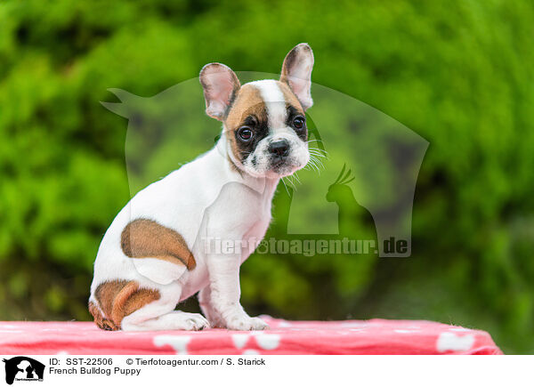 French Bulldog Puppy / SST-22506