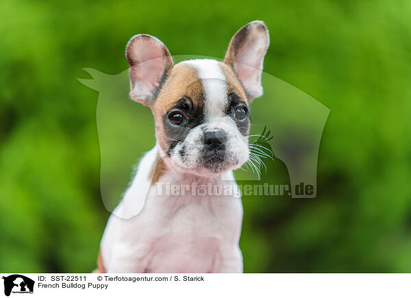 French Bulldog Puppy / SST-22511
