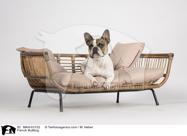Franzsische Bulldogge / French Bulldog / MAH-03152