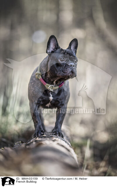 French Bulldog / MAH-03159