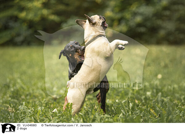 2 dogs / VJ-04680