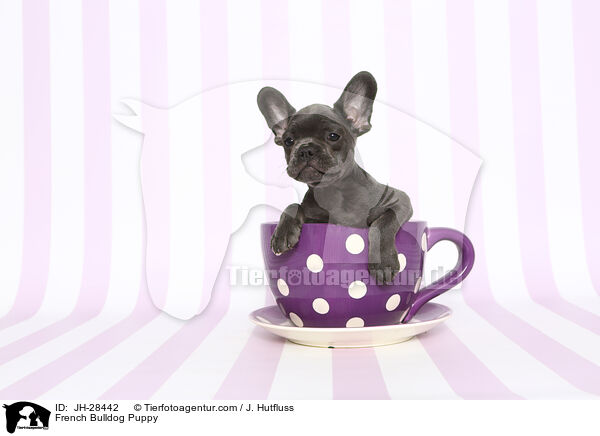 French Bulldog Puppy / JH-28442