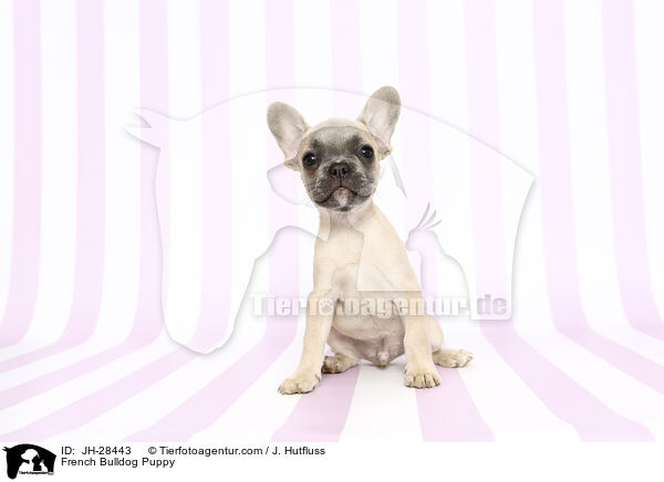 French Bulldog Puppy / JH-28443