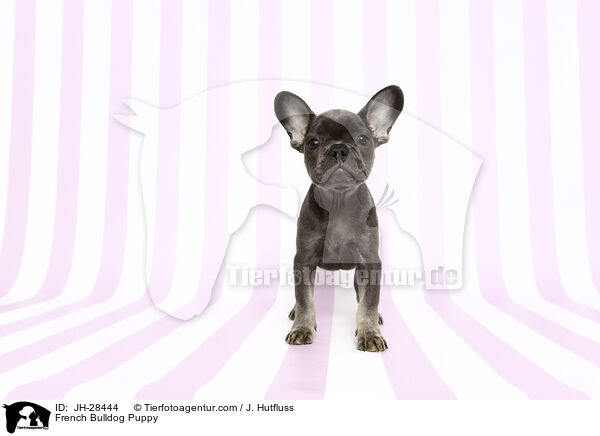 French Bulldog Puppy / JH-28444